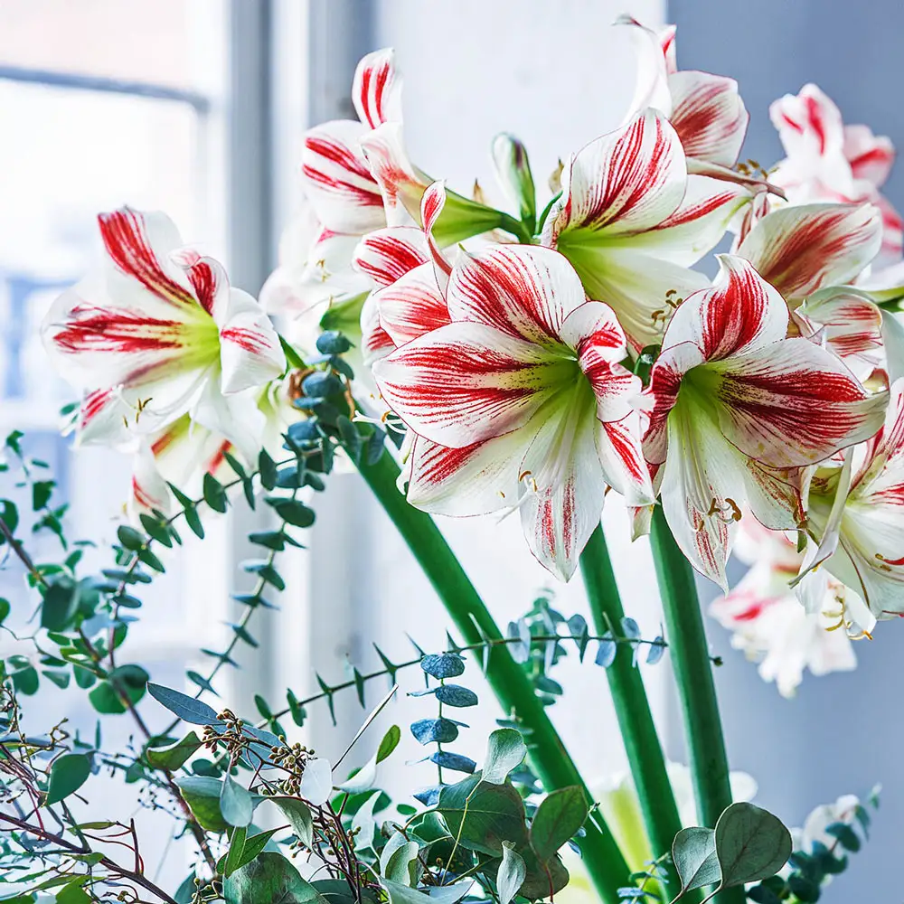 Amaryllis Ambiance - Image 3