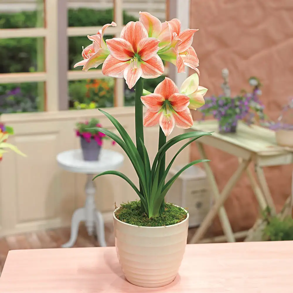 Amaryllis Apricot Parfait