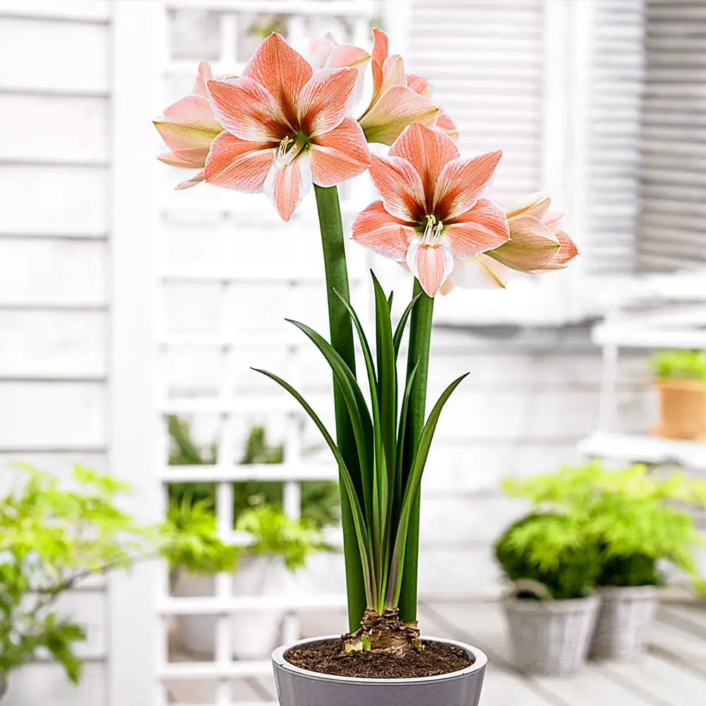 Amaryllis Apricot Parfait - Image 3