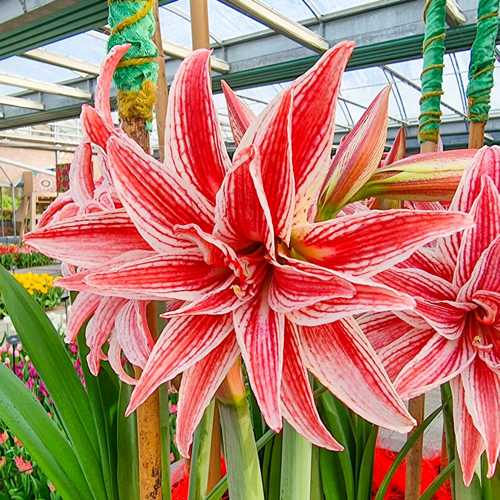 Double Amaryllis Doublet - Image 2