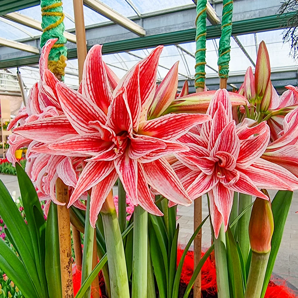 Double Amaryllis Doublet - Image 3
