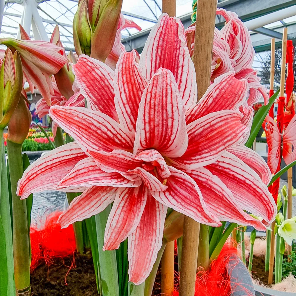 Double Amaryllis Doublet - Image 4