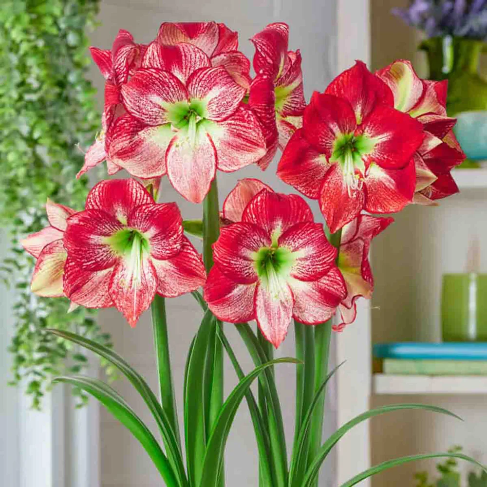 Amaryllis Flamenco Queen