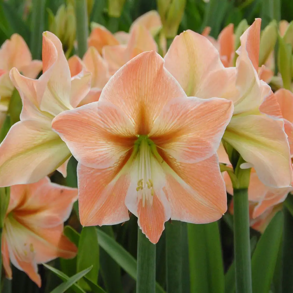 Amaryllis King Star - Image 2