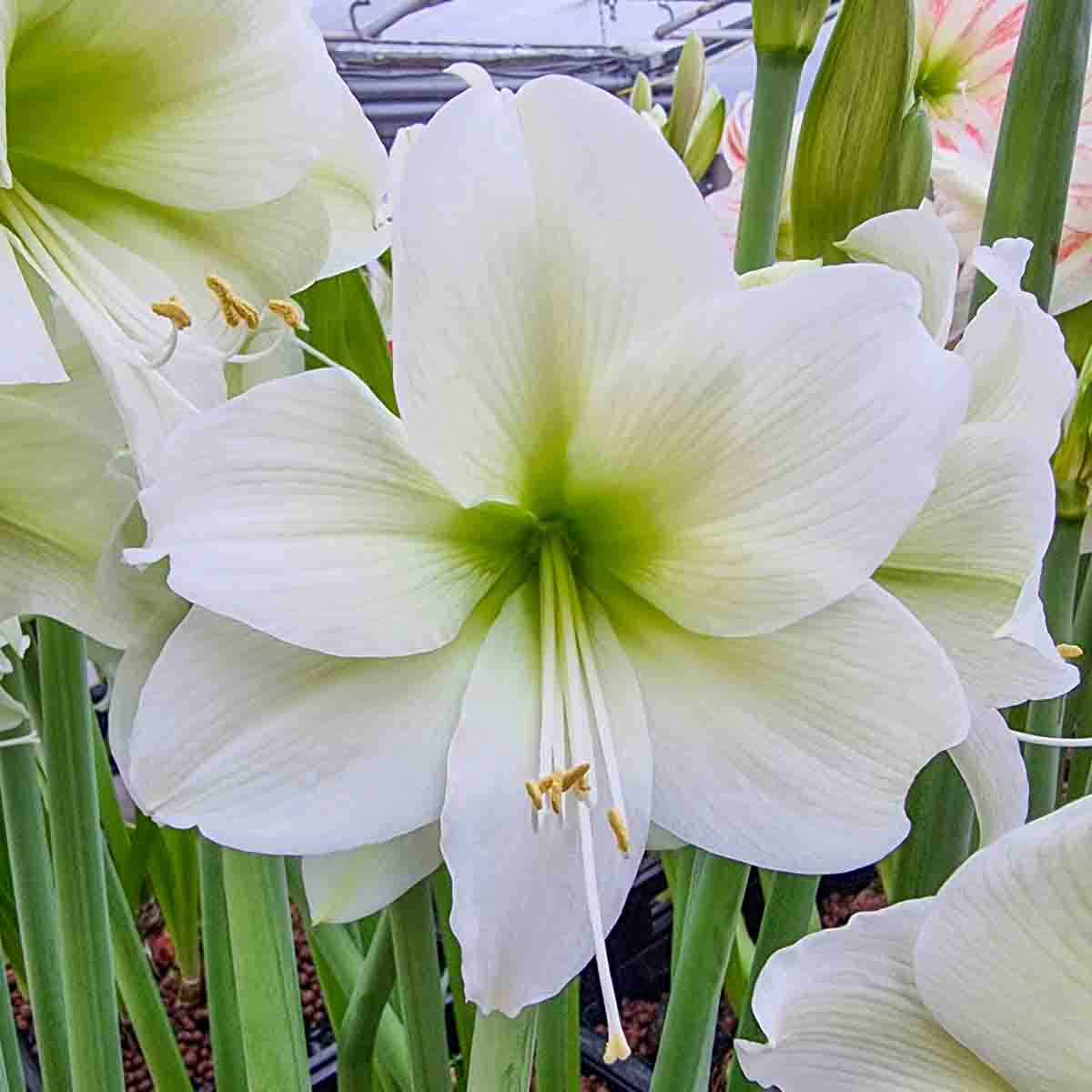 Amaryllis North Pole - Image 2