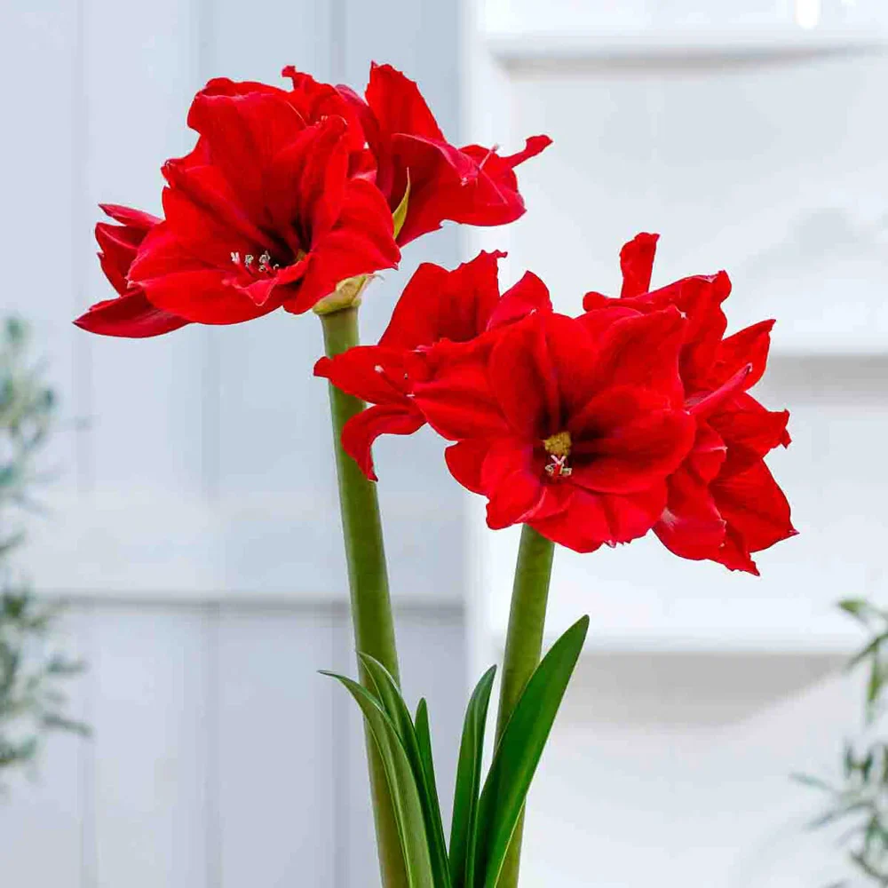 Amaryllis Peppers