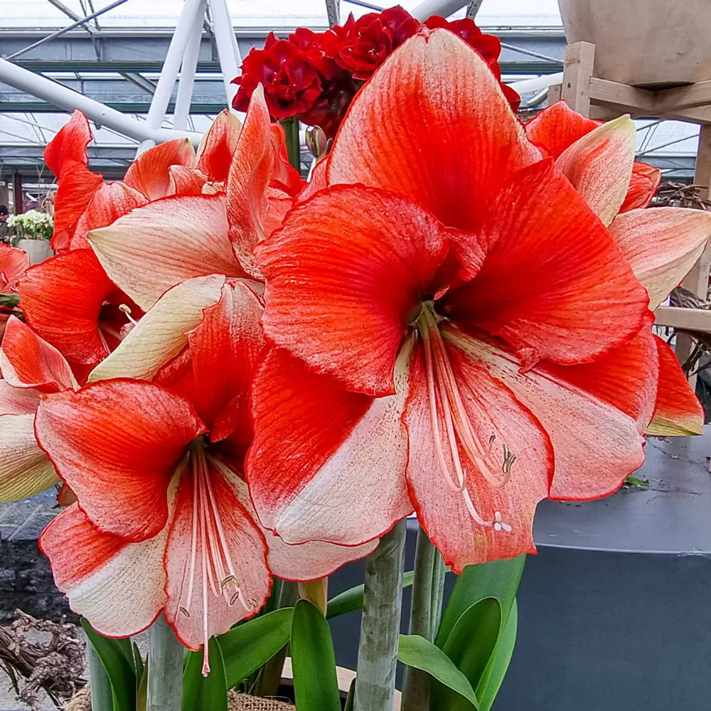 Amaryllis Showmaster - Image 2