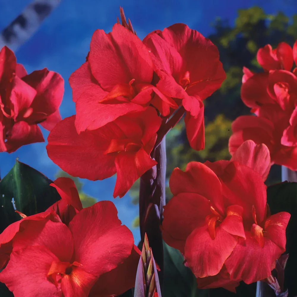 Giant Canna Ambassador (Black Knight)