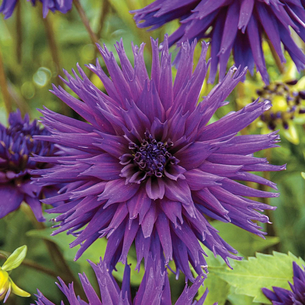 Bright Cactus Dahlia Ambition