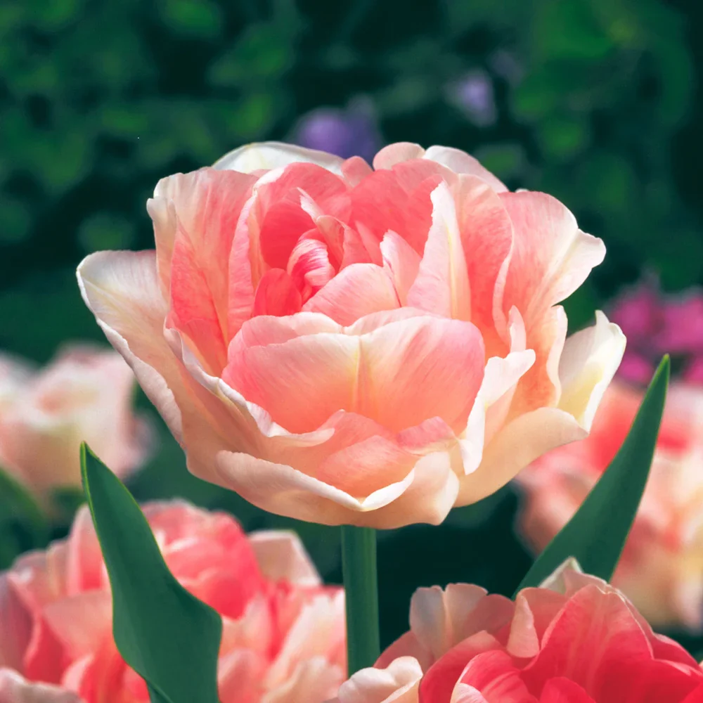 Double Peony Tulip Angelique