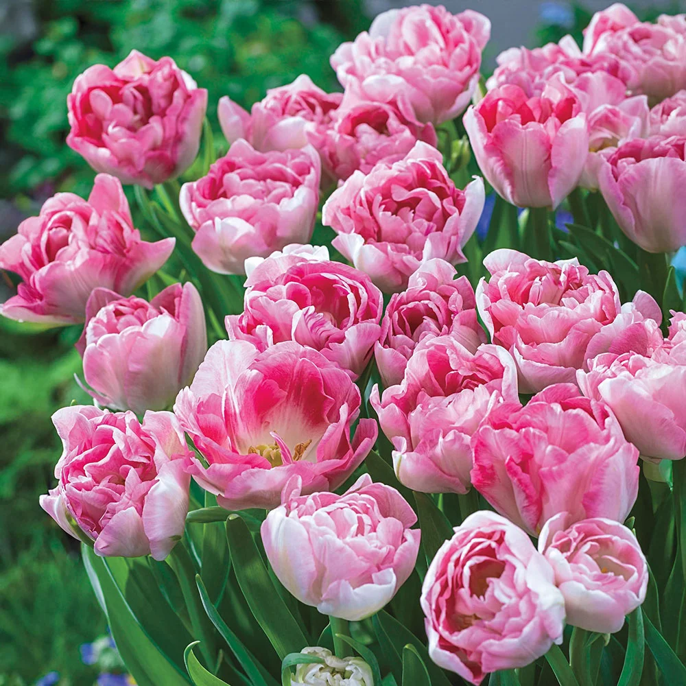Double Peony Tulip Angelique - Image 6