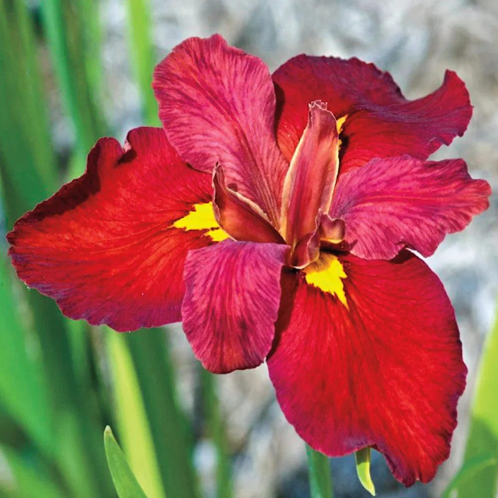Louisiana Iris Ann Chowning
