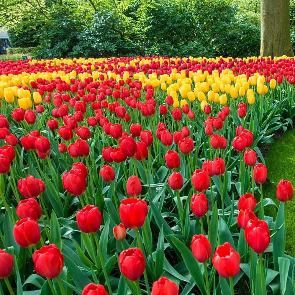 Apeldoorn & Golden Apeldoorn Tulip Combo - Image 3