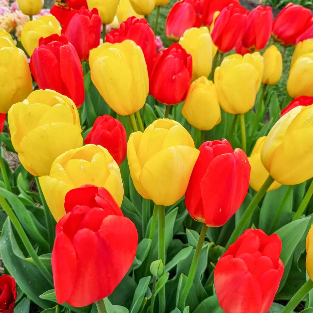 Apeldoorn & Golden Apeldoorn Tulip Combo - Image 4