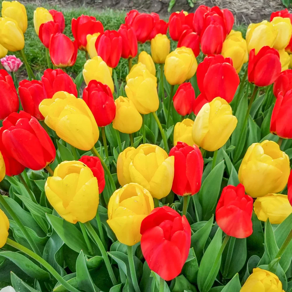 Apeldoorn & Golden Apeldoorn Tulip Combo - Image 5