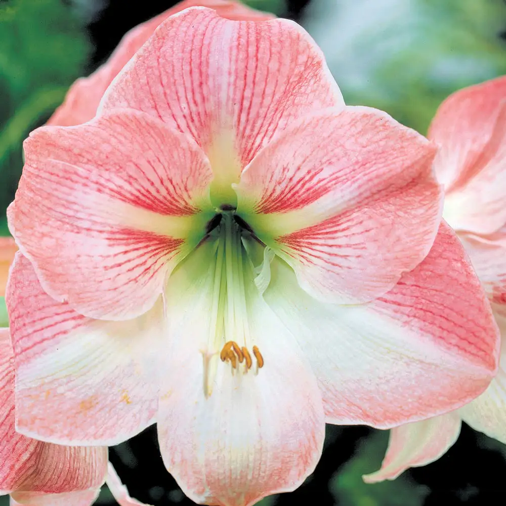 Amaryllis Apple Blossom - Image 4