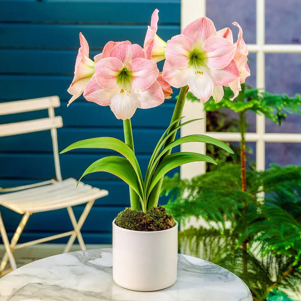 Amaryllis Apple Blossom - Image 5