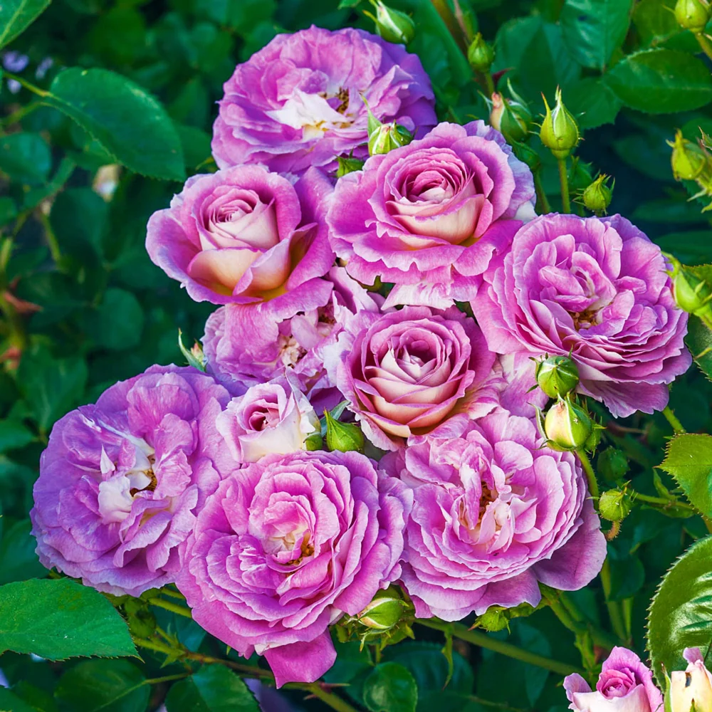 Arctic Blue™ Floribunda Rose - Image 3