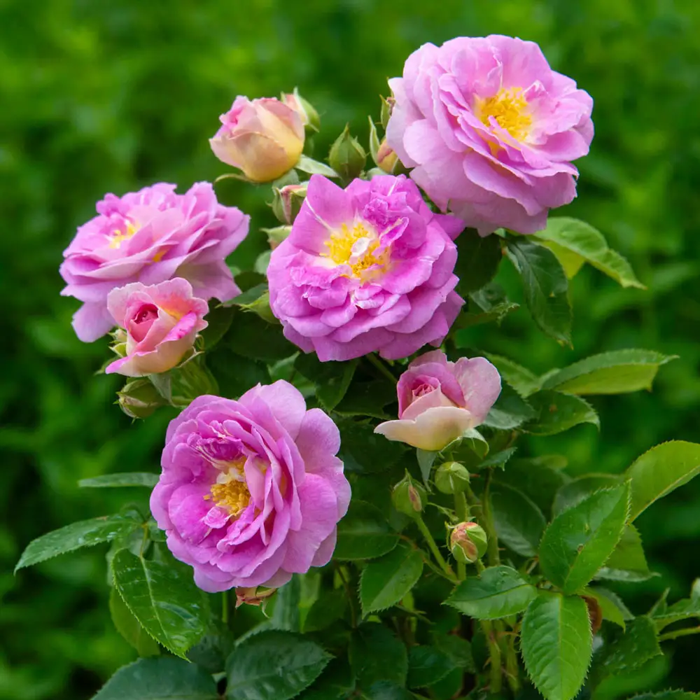 Arctic Blue™ Floribunda Rose - Image 4