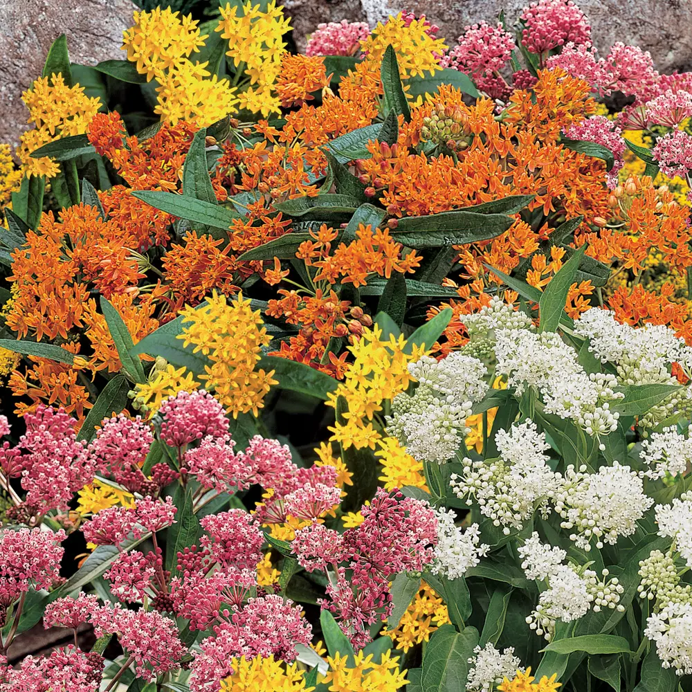 Asclepias Mix - Image 3