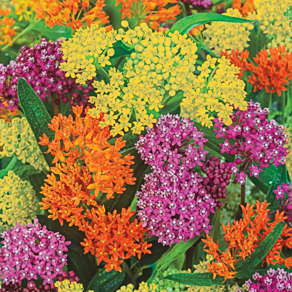 Asclepias Mix - Image 4