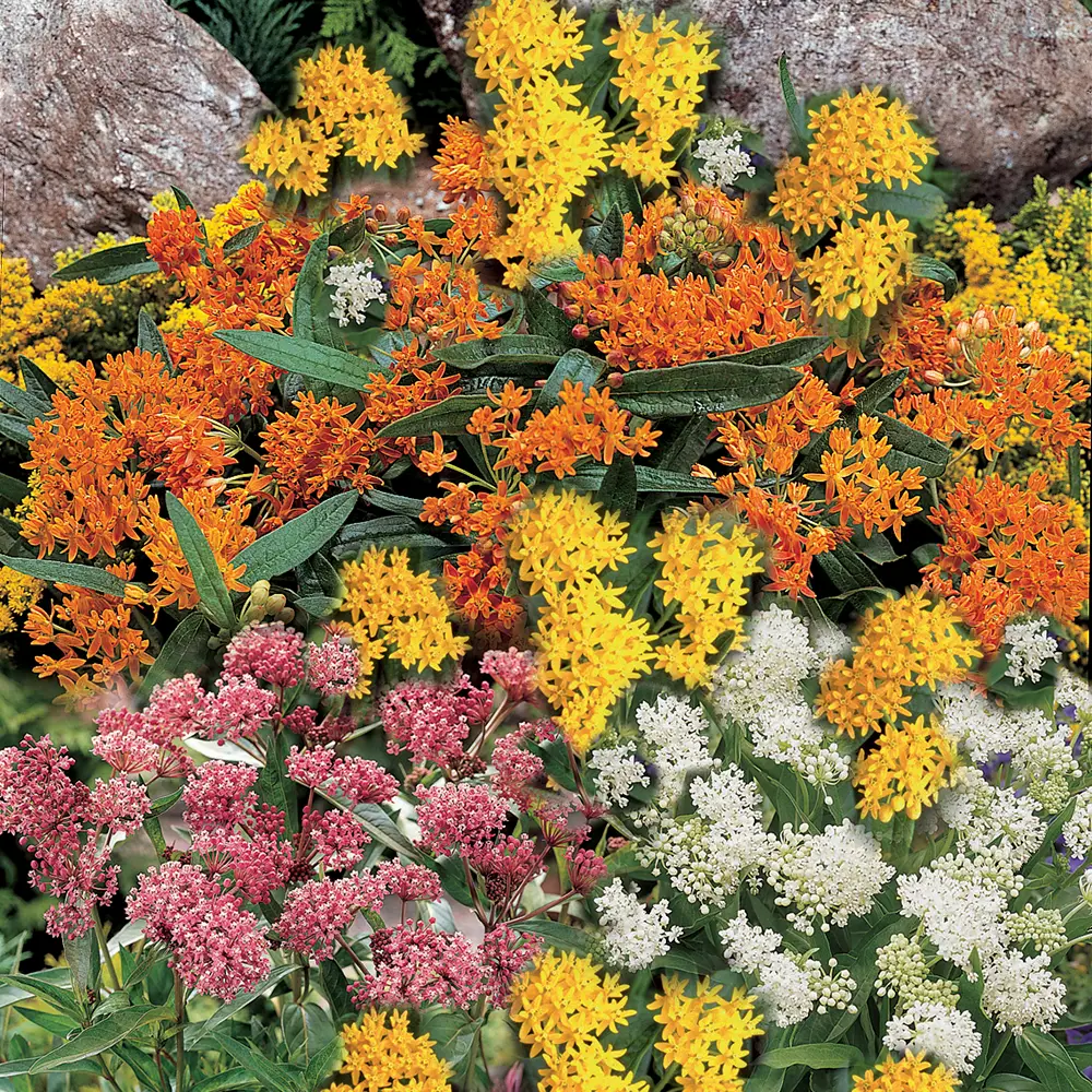 Asclepias Mix - Image 5