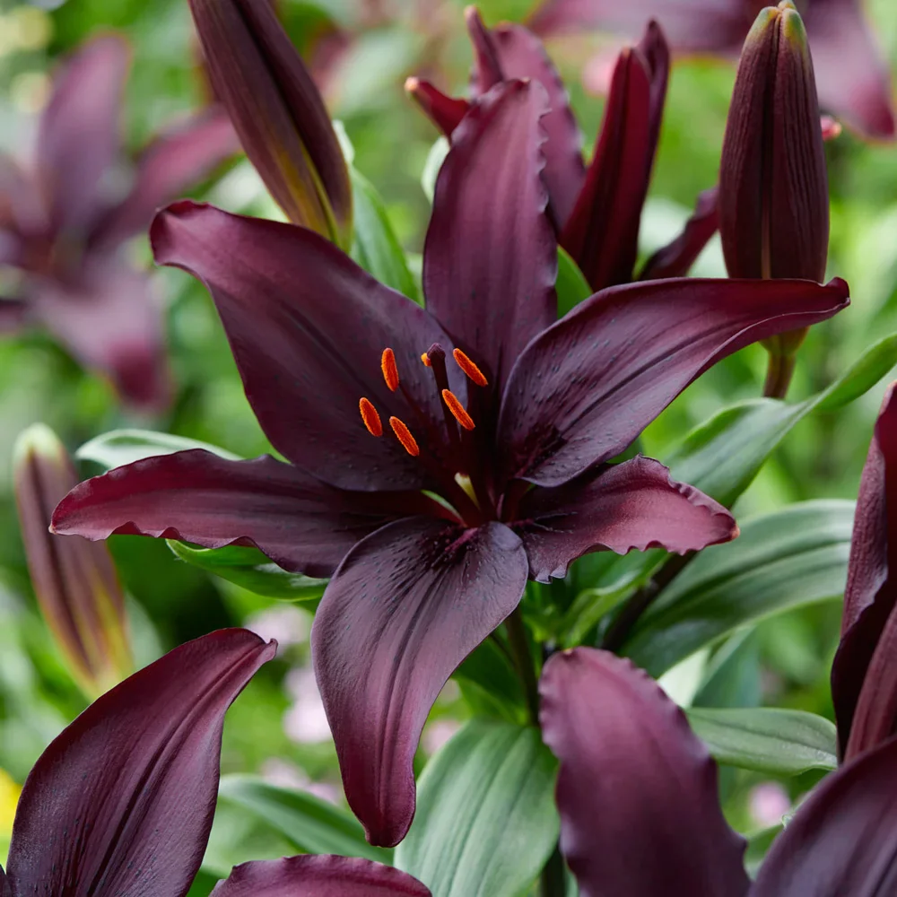 Asiatic Lily Blacklist - Image 3