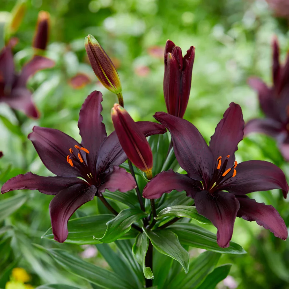 Asiatic Lily Blacklist - Image 4