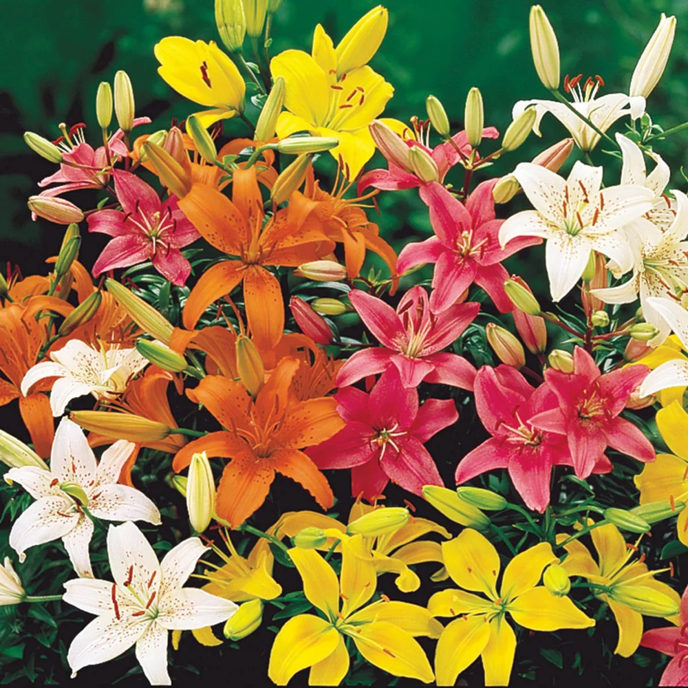 Asiatic Lily Mixed - Image 10