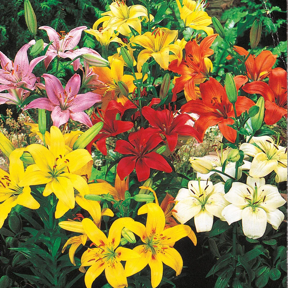 Asiatic Lily Mixed - Image 3