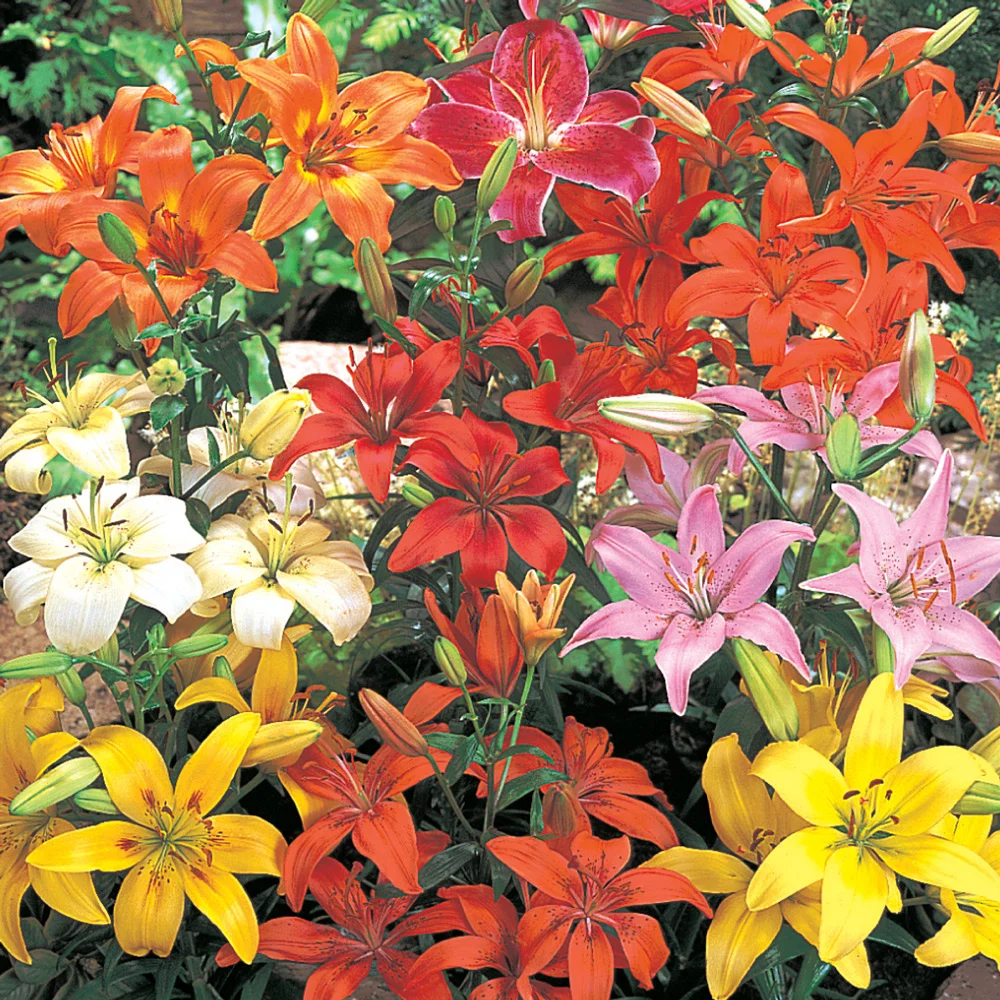 Asiatic Lily Mixed - Image 4