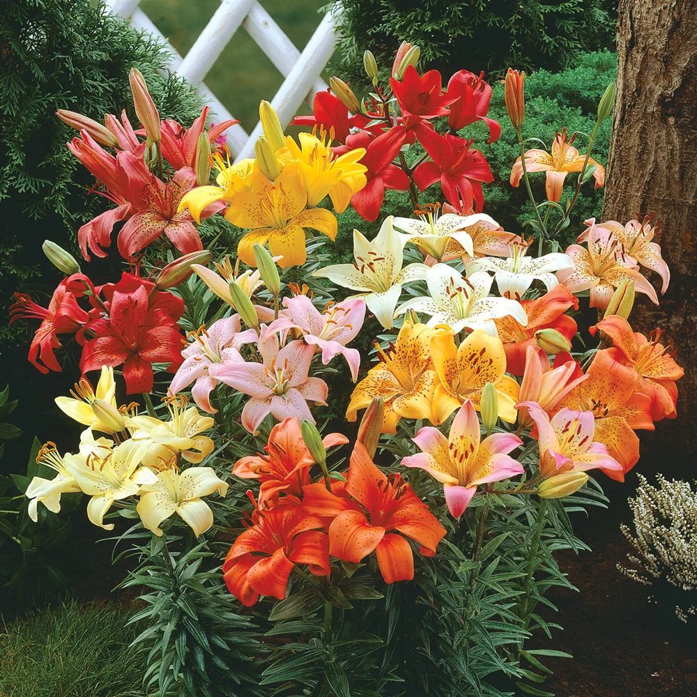 Asiatic Lily Mixed - Image 5