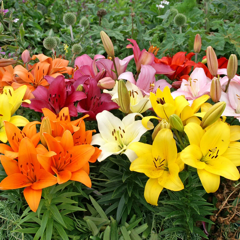 Asiatic Lily Mixed - Image 6
