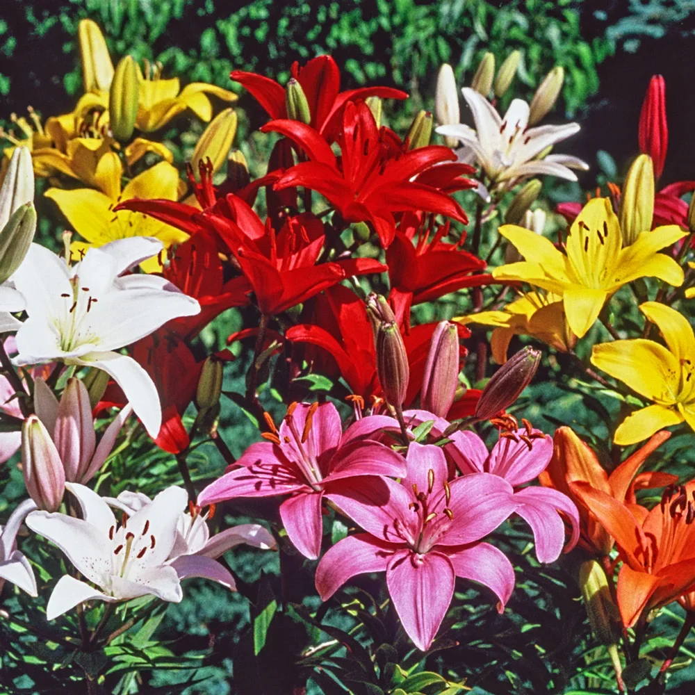 Asiatic Lily Mixed - Image 7