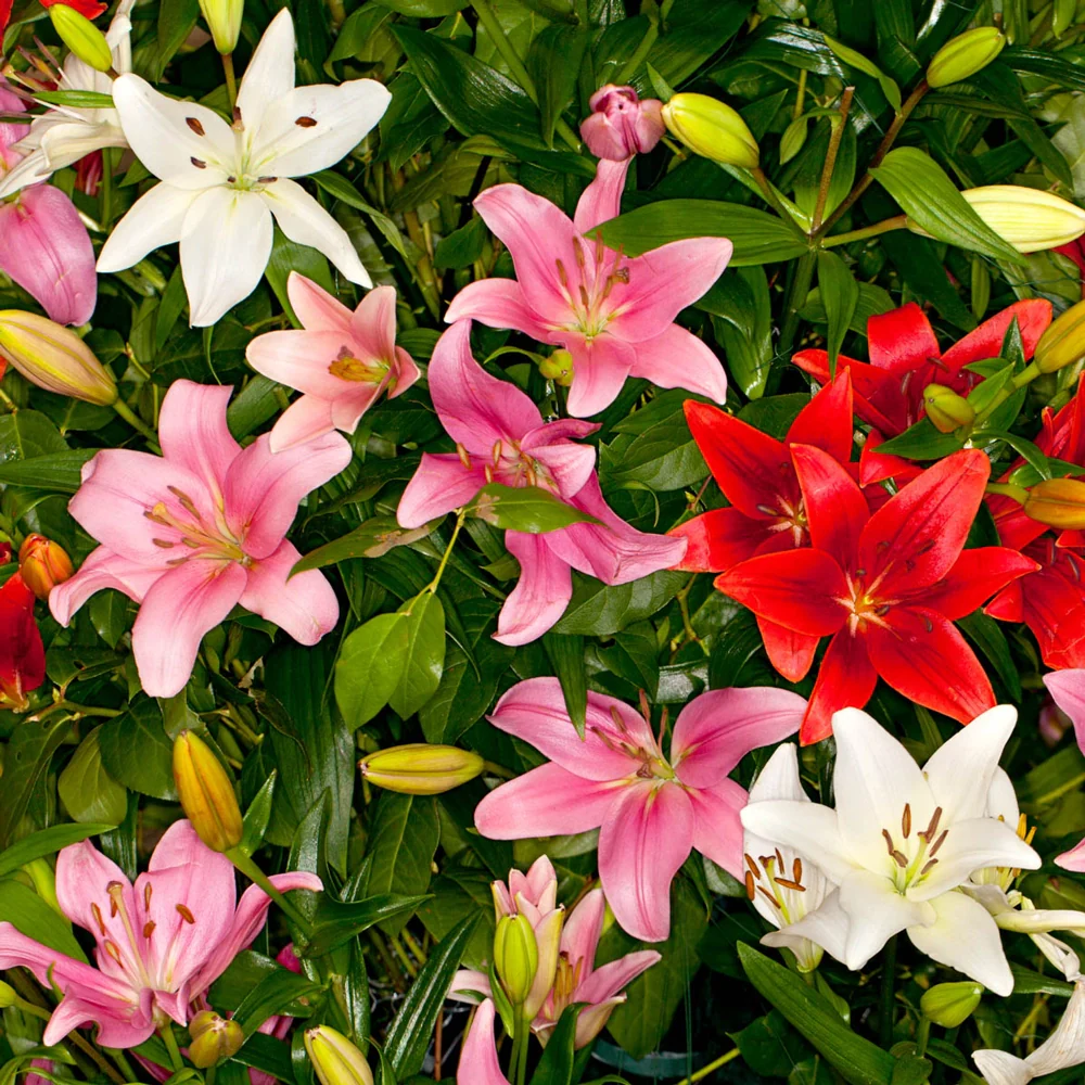 Asiatic Lily Mixed - Image 8
