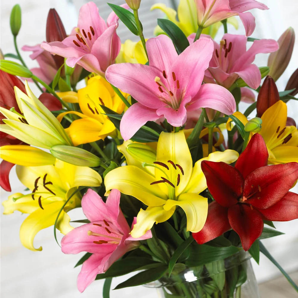 Asiatic Lily Mixed - Image 9