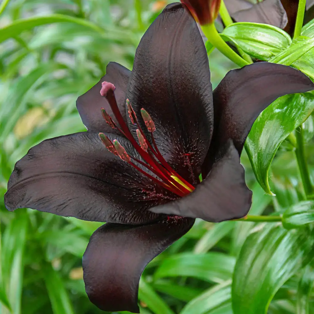 Asiatic Lily Nightrider - Image 3