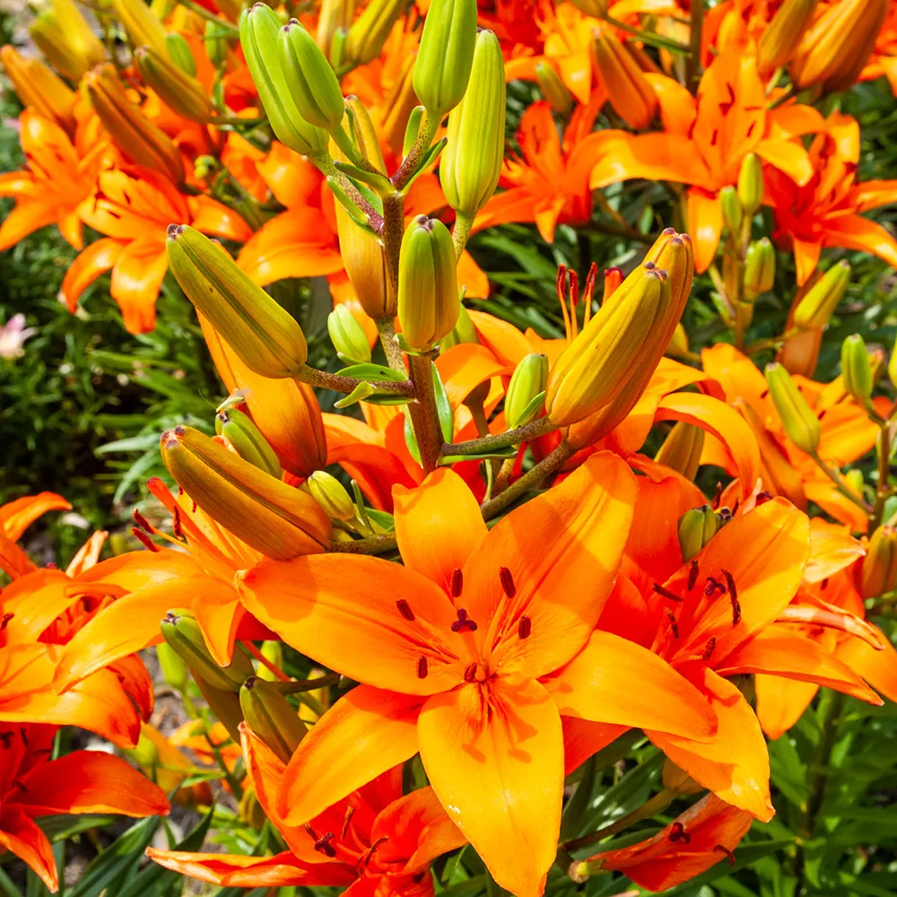 Asiatic Lily Orange Summer - Image 3