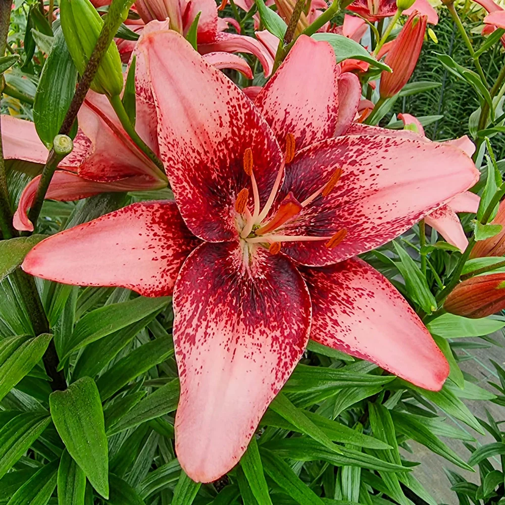 Asiatic Lily Purple Dream - Image 3