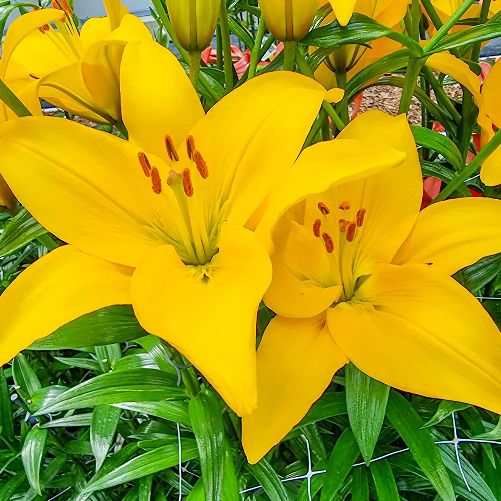 Asiatic Lily Rapid Yellow