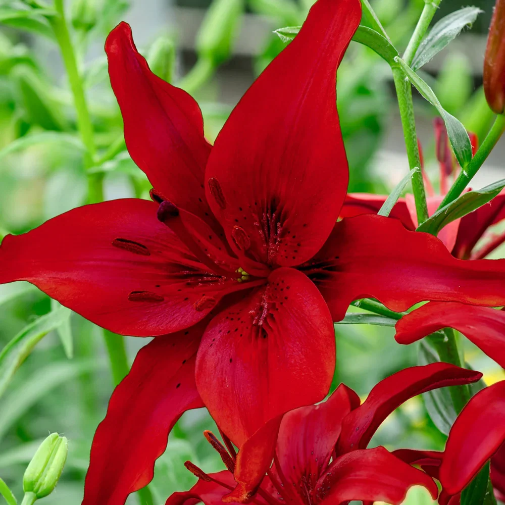 Asiatic Lily Red County