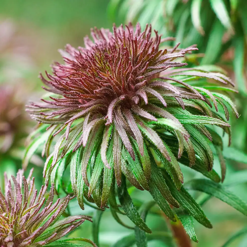 Aster Ann Leys