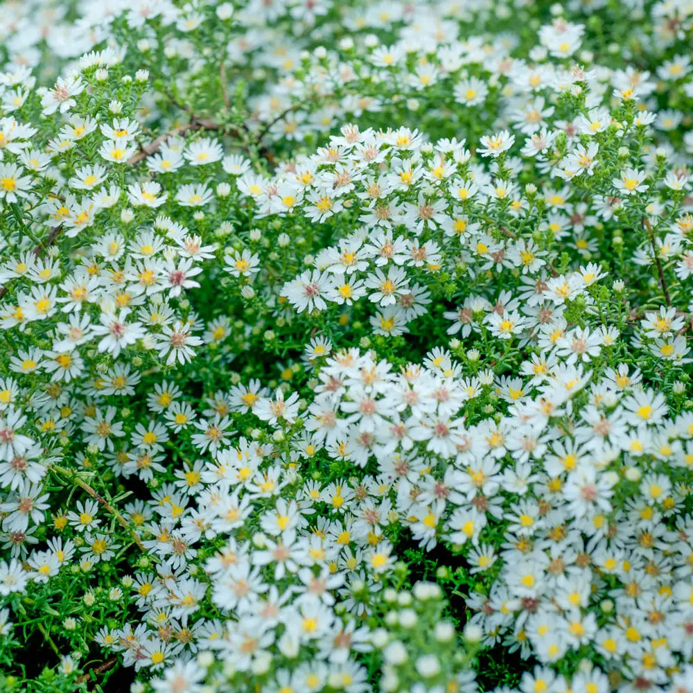 Aster Bridal Veil