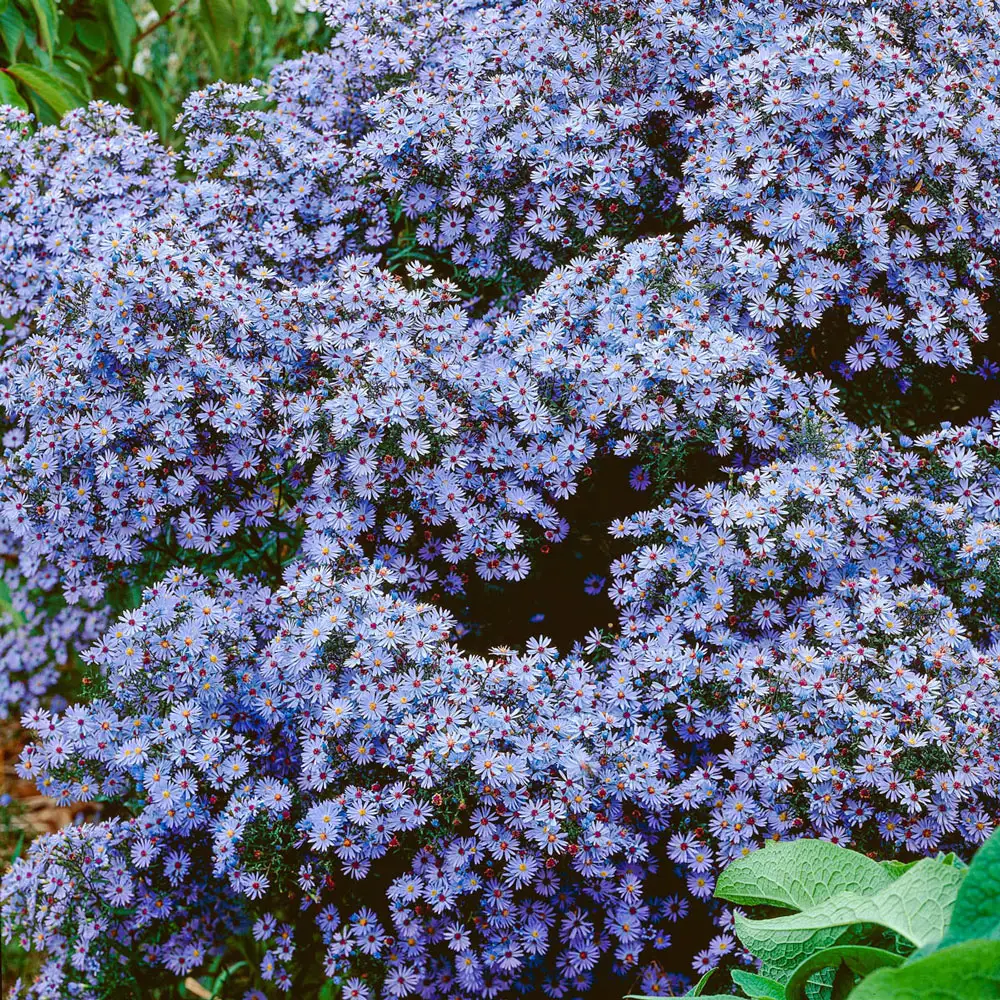 Aster Little Carlow