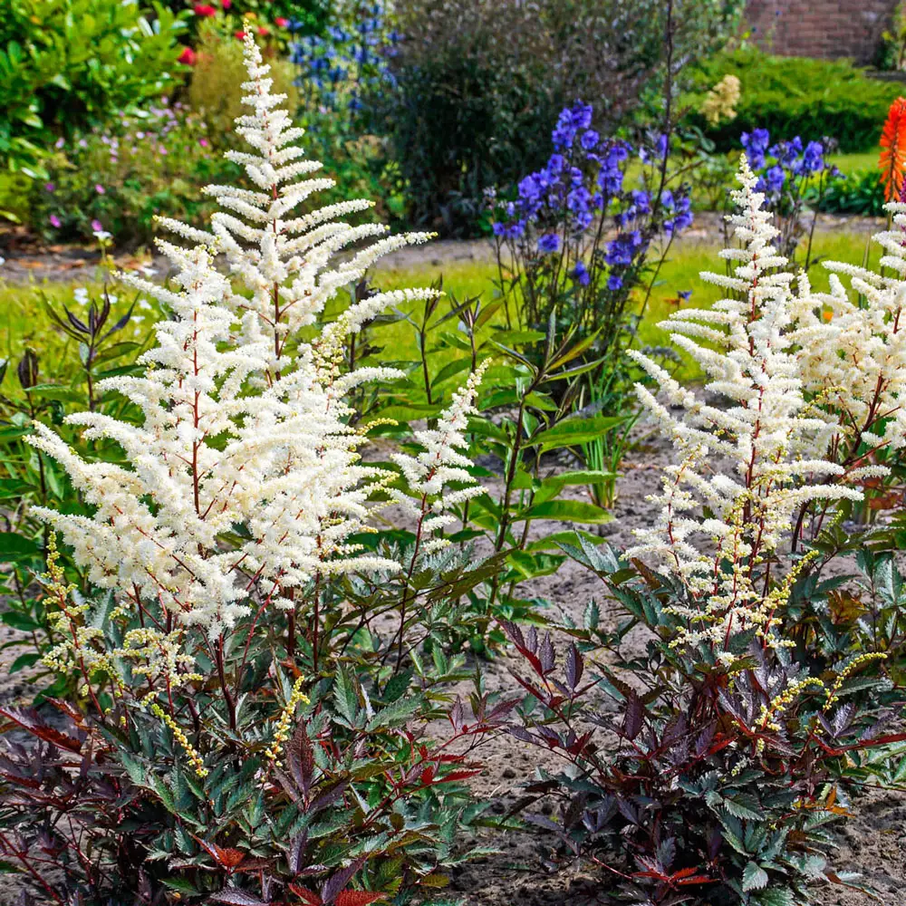 Astilbe Cappuccino (Thunbergii) - Image 3