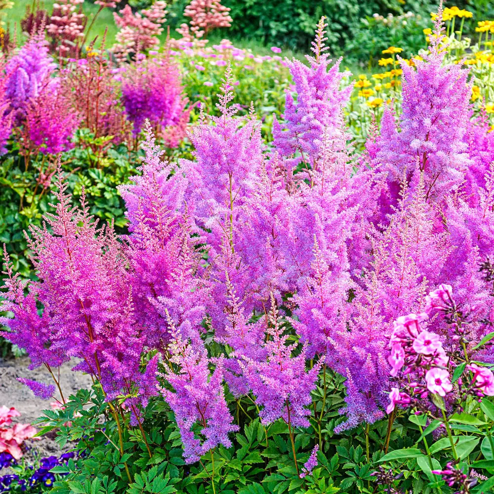 Astilbe Nemo
