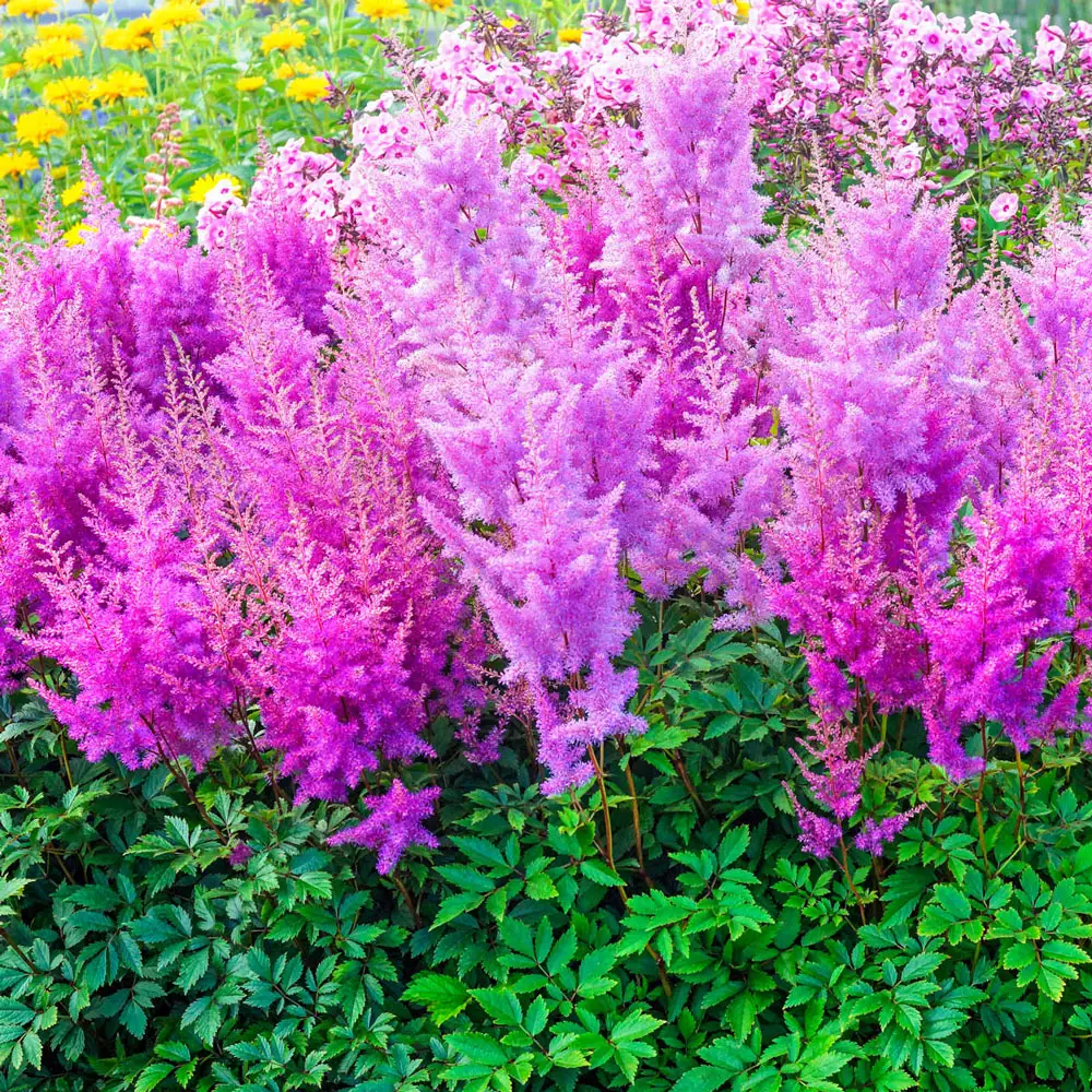 Astilbe Nemo - Image 2