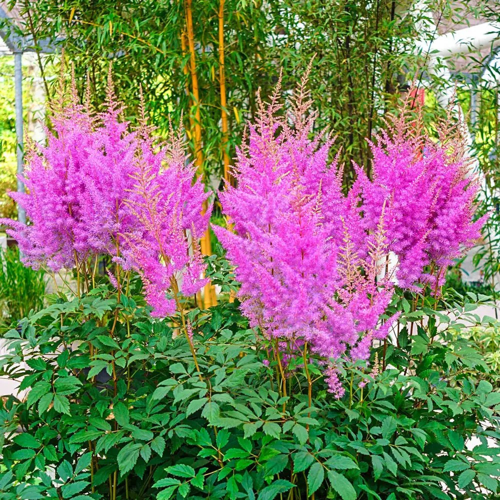 Astilbe Nemo - Image 3