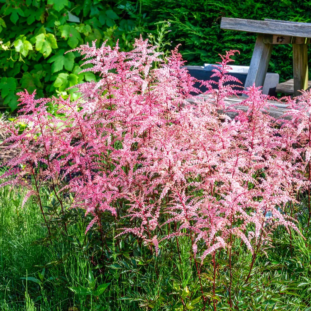 Astilbe Pretty in Pink - Image 2