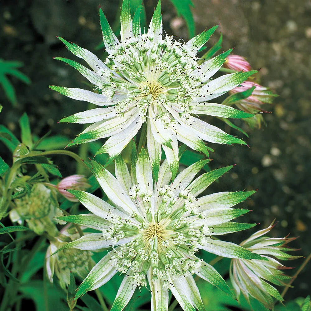 Astrantia Shaggy